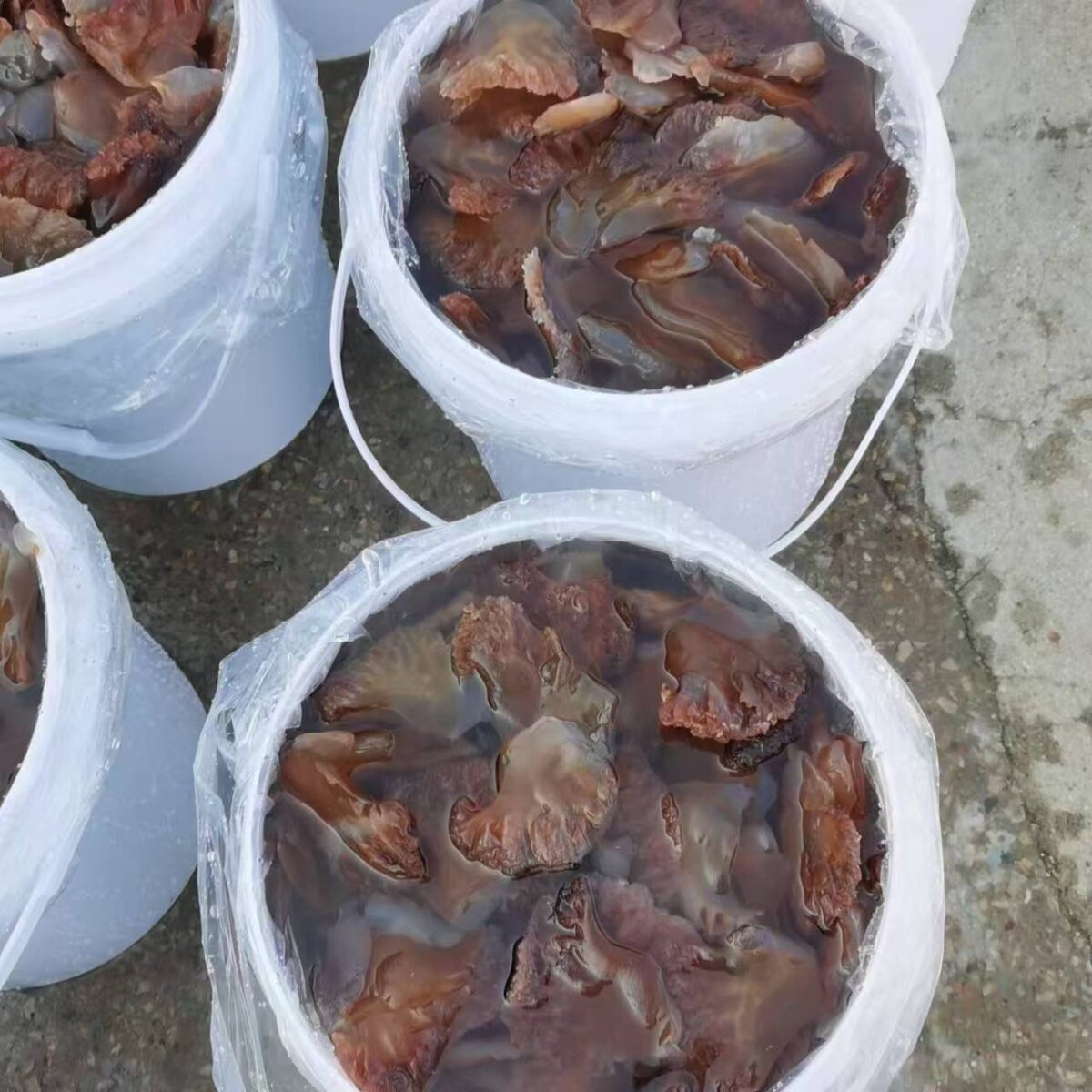 Sea Bream Head  20LB