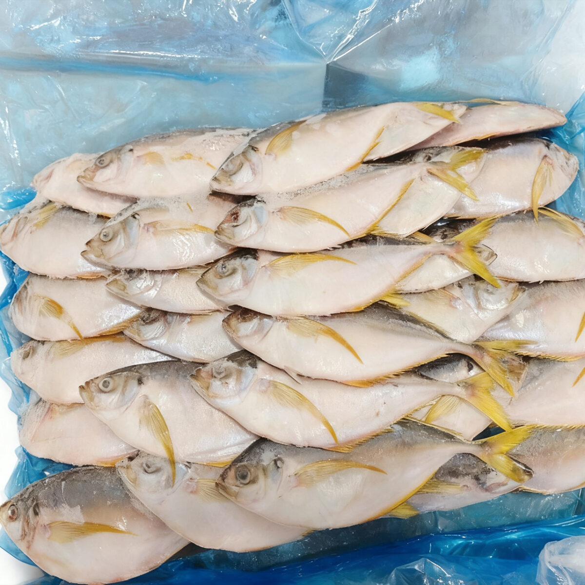 FROZEN YELLOW LEAF FISH 100UP